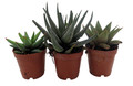 SUPER SALE - Haworthia Collection 3 Plants - 2" Pot