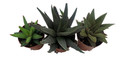 SUPER SALE - Haworthia Collection 3 Plants - 2" Pot