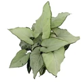 Holly Arrowhead Plant - Syngonium/Nepthytis - 4" Pot