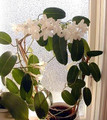 Madagascar Jasmine Plant - Stephanotis/Bridal Wreath - 4" pot