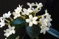 Madagascar Jasmine Plant - Stephanotis/Bridal Wreath - 4" pot