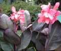 Dwarf Pink Futurity Canna Rhizome - 2/3 eyes - Burgundy Leaves