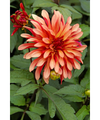 Gallery Art Deco Dahlia -1 Top Size Root Clump