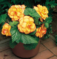 Double Picotee Sunburst Begonia - 2 Bulbs - 4/5cm Bulbs