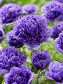 Anemone Peony Blue Windflower - 8 Bulbs - 4/5 cm Bulbs - New