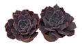 Neon Breakers Desert Rose Succulent - Echeveria - 2 Plants in 2" Pots