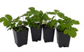Alexandria Strawberry - 4 Plants 2.5" Pots - Fragaria