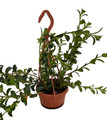 Green Cheerio Goldfish Plant - Nematanthus - 4" Mini Hanging Basket