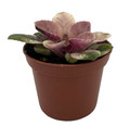 Scales Ukraine / Frosty Bubbles Miniature African Violet - 2.5" Pot - Variegated