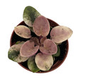 Scales Ukraine / Frosty Bubbles Miniature African Violet - 2.5" Pot - Variegated