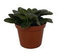 Primulina longgangensis - Asian Violet - 2.5" Pot