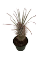 Madagascar Palm - Pachypodium Lamerei - Exotic & Easy! - 4" Pot