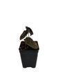 Rare Alocasia cuprea - Red Secret - 2.5" Pot - Collector's Series