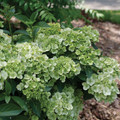 FairyTrail™ Green Hydrangea- Green Blooms - Proven Winners - 4" Pot