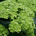 FairyTrail™ Green Hydrangea- Green Blooms - Proven Winners - 4" Pot