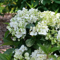 FairyTrail™ White Hydrangea- White Blooms - Proven Winners - 4" Pot