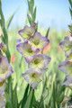 Moonlight Shadow Large Flowering Gladiolus 10 Bulbs - 12/14 cm Bulbs - NEW
