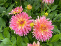 Go-Go Pink Yellow Dahlia - Top Size Root Clump - Compact/Low Growing