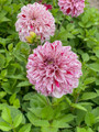 Go-Go Speckled Dahlia - Top Size Root Clump