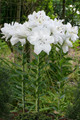 Lotus Pure Oriental Lily - 2 Bulbs 16/18cm - Double White Blooms