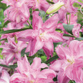 Lotus Dream Oriental Lily - 2 Bulbs 16/18cm - Deep Pink Double Blooms