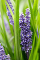 Big Blue Muscari - Liriope - Lilyturf - Sun/Shade - 48 Plants