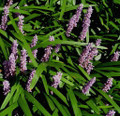 Big Blue Muscari - Liriope - Lilyturf - Sun/Shade - 48 Plants