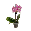 Surprise Moth Orchid Plant - Phalaenopsis - 4" Pot - Easy House Plant