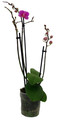 Surprise Moth Orchid Plant - Phalaenopsis - 4" Pot - Easy House Plant