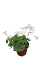Green Shamrock Plant - 2.5" Pot - Oxalis
