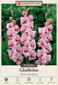 Wine and Roses Large Flowering Gladiolus 10 Bulbs - 12/14 cm Bulbs