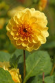 Golden Scepter Pompon Dahlia - 2 Top Size Root Clumps