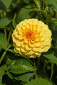 Golden Scepter Pompon Dahlia - 2 Top Size Root Clumps