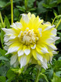 Calgary Flames Dahlia - 2 Bulb Clumps - Yellow and White