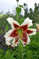 Beverly Dreams Orientpet Lily - 2 Bulbs 16/18cm - Very Fragrant