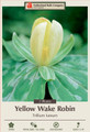 Yellow Trillium luteum - Yellow Wake Robin - 2 Bulbs (Pips) - Top Size