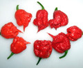 Carolina Reaper Pepper Plant - 4" Pot - The Hottest Pepper in the World