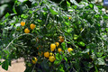 Tumbling Tom Yellow Cherry Tomato Plant - 2.5" Pot