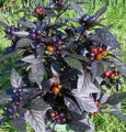 Black Pearl Hot Pepper Plant - Ornamental/Edible - Hottest Pearl Pepper- 4" Pot