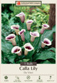 Da Vinci Calla Lily Bulb - 14/16 cm Bulb - Ivory and Purple Blooms
