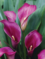 Outback Calla Lily Bulb - 1 Bulb 14/16cm - Warm Red-Violet