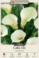 Snowboard Calla Lily Bulb - 14/16cm Bulb - 1 Bulb
