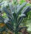Dinosaur Lacinato/Tuscan Blue Kale Plant - 4" Pot