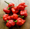 Trinidad Scorpion Chile Pepper Plant - Straignt From the Depths of Hell - 4" Pot