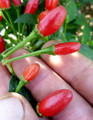 Chiltepin Tepin Pepper Plant - 4" Pot - HOTTEST Small Pepper - Bird Pepper