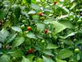 Chiltepin Tepin Pepper Plant - 4" Pot - HOTTEST Small Pepper - Bird Pepper