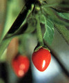 Chiltepin Tepin Pepper Plant - 4" Pot - HOTTEST Small Pepper - Bird Pepper