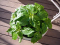 Hot Pepper Plant Collection - 2.5" Pots- Carolina Reaper, Thai Hot, Bhut Jolokia