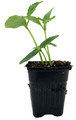 Spacemaster Bush Cucumber - Grown By Hirt's - 4" Pot - Grow Indoors or Out