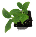 Spacemaster Bush Cucumber - Grown By Hirt's - 4" Pot - Grow Indoors or Out